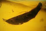 mm Caddisfly Larval Case With Larva In Baltic Amber #123420-1